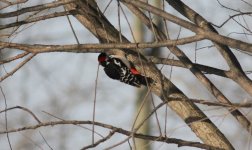 Great Spotted Woodpecker.jpg