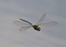 ALQ Blue Emperor Anax imperator  Nr Mandamados Lesvos 150514.jpg