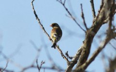 Oriental greenfinch.jpg