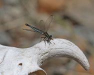 ALQ Dragonfly Odalisque (Epallage fatime) male 2 Achladeri 130514.jpg