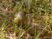 Citril Finch_15-05-10_Citril Finch 150510 DSCN6750 DB.jpg