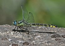 ALQ Turkish Clubtail (Gomphus schneiderii) 1 Potamia Valley 150514.jpg