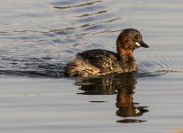 Little Grebe A 2J4A1990.jpg