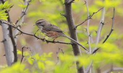 Beijing Babbler.jpg