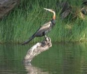 African Darter.jpg