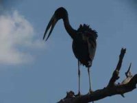 African Openbill.jpg