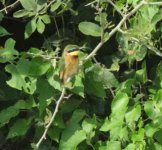 Little Bee-Eater.jpg