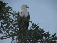 African Fish Eagle.jpg