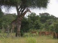 Giraffe:impala.jpg