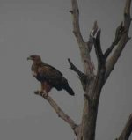 Tawny Eagle.jpg