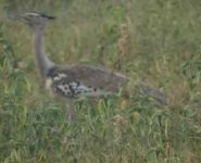 Kori Bustard.jpg