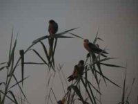 Western Red Footed Falcon.jpg