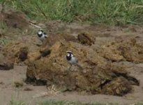 African Pied Wagtail.jpg