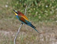 Bee-eaters merops apiaster  3 Tsiknias River Lesvos  15051415052014_LQ.jpg