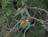 Bee-eater European merops apaister Skoutaris Lesvos  09051409052014_LQ.jpg