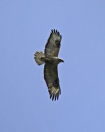 Buzzard Long-legged Buzzard (Buteo rufinus) 4  Pirivoli  04051404052014_LQ.jpg