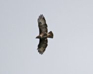 Buzzard Common buzzard buteo buteo 2  Nr Vatousa 14051414052014_LQ.jpg