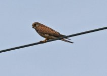 Kestrel Common Kestrel (Falco tinnunculus) 1a Meledia Valley 20051420052014_LQ.jpg