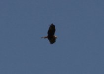 Harrier marsh harrier (Circus aeruginosus) 1 Metochi  13051413052014_LQ.jpg