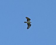 Buzzard Honey Buzzard (Pernis apivorus)  3  Agriosikos 22051422052014_LQ.jpg