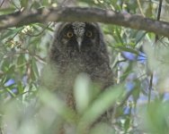 Owl Long-eared Owl asio otus chickPapania Lesvos 05051405052014_LQ.jpg