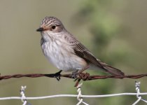 Flycatcher Spotted Flycatcher (Muscicapa striata) 2 Faneromeni 07051407052014_LQ.jpg