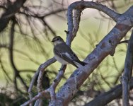 Flycatcher Pied Meledia Valley Chapel 0705107052014_LQ.jpg