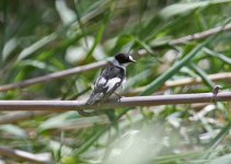 Flycatcher Collared flycatcher (Ficedula albicollis) C Faneromeni upper ford  09051409052014_LQ.jpg