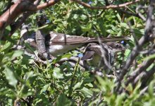 great spotted cuckoo (Clamator glandarius) 4 Persama  18051318052014_LQ.jpg