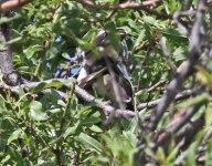 great spotted cuckoo (Clamator glandarius) 3 Persama  18051318052014_LQ.jpg