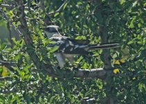 Great spotted cuckoo (Clamator glandarius) 1A Persama  18051318052014_LQ.jpg