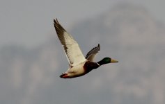 Mallard.jpg