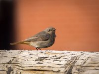 Black-Redstart-3-15-1-small.jpg