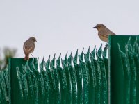 Black-Redstart-3-15-3-small.jpg