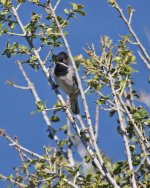 Warbler Rüppell's Warbler  male 2  (Sylvia rueppelli) 1  Kavaki 08051408052014_LQ.jpg