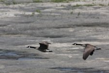 Canada Geese II.jpg