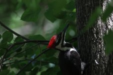 Pileated Woodpecker.jpg