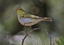 a Wood Warbler (Phylloscopus sibilatrix) 1 Meledia Valley Chapel 0705140LQ.jpg