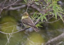 a  Icterine Warbler (Hippolais icterina)  1 Meledia Valley ford 090514LQ.jpg