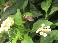 Hummingbird Hawk-moth.jpg