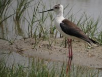 Black-winged Stilt.jpg