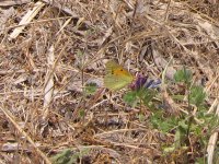 Clouded Yellow.jpg