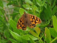 Speckled Wood.jpg