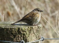 dunnock.jpg