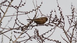 Long-tailed Rosefinch.jpg