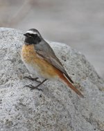 Common Redstart (Phoenicurus phoenicurus) 1 Sigri Old Sanetorium 09051409052014_LQ.jpg