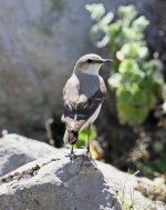 Wheatear Northern  wheatear (Oenanthe oenanthe) 1 Petrified Forest 16051416052014_LQ.jpg