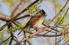 Black-faced Bunting.jpg