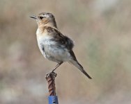 Wheatear isabelline wheatear (Oenanthe isabellina) Ipsilou 200514LQ.jpg