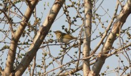 Eastern Crowned Warbler.jpg